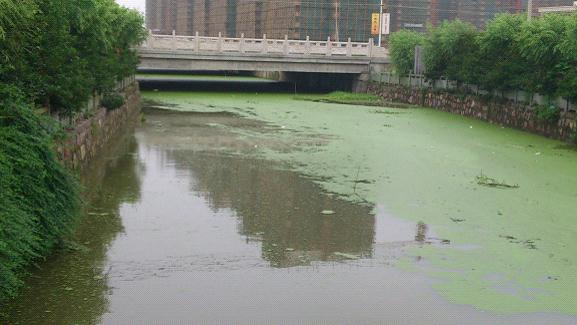 氨氮、磷超标造成河流水体富营养